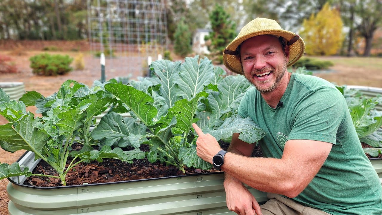How to Grow Collards In Raised Beds |Complete Guide|