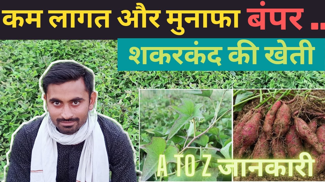 शकरकंद की खेती कब और कैसे करे | Shakerkand ki kheti | Sweet potato A to Z info | Ashish morchhale