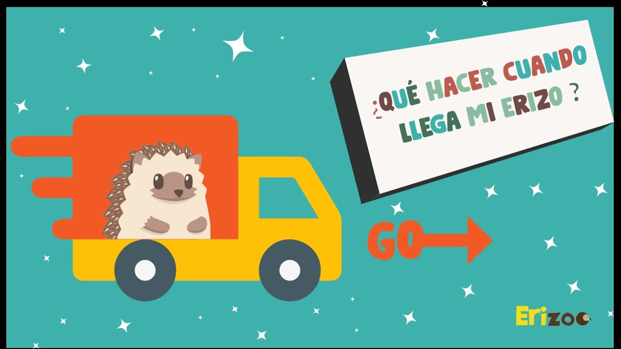 ¿Qué hacer cuando llega mi erizo? | Erizoo México