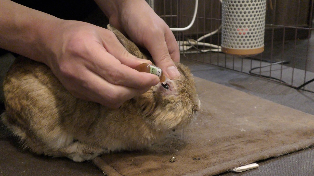 薬を取るうさぎ / A rabbit takes medicine (vol.728)