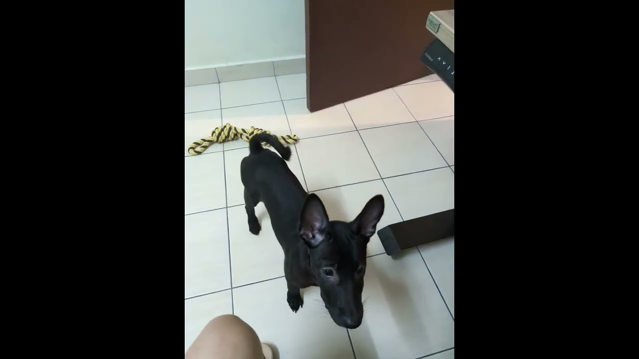 Puppy on training