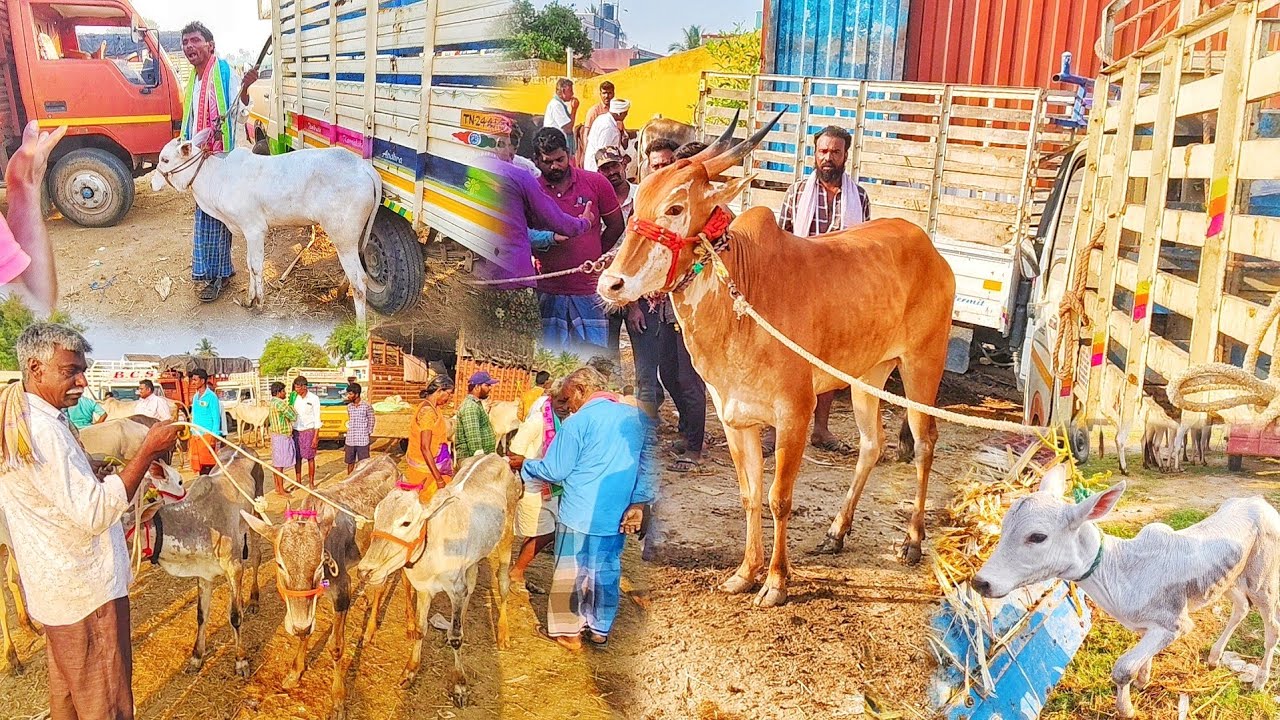 kundarapalli Friday cow market Krishnagiri district