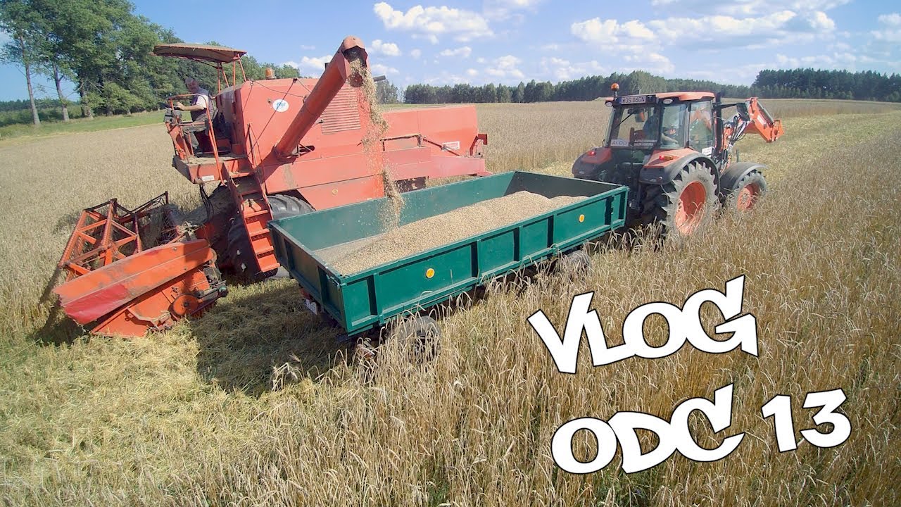 VLOG odc. 13  Żniwa prastarych zbóż - orkisz ozimy, 3 hektary,  Kombajn Bizon Z056 i Kubota M5