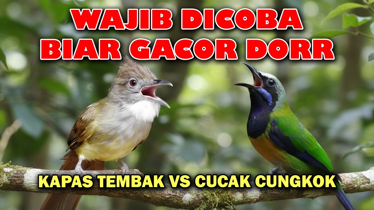 MASTERAN WAJIB UNTUK MURAI BATU || CUCAK CUNGKOK KAPAS TEMBAK