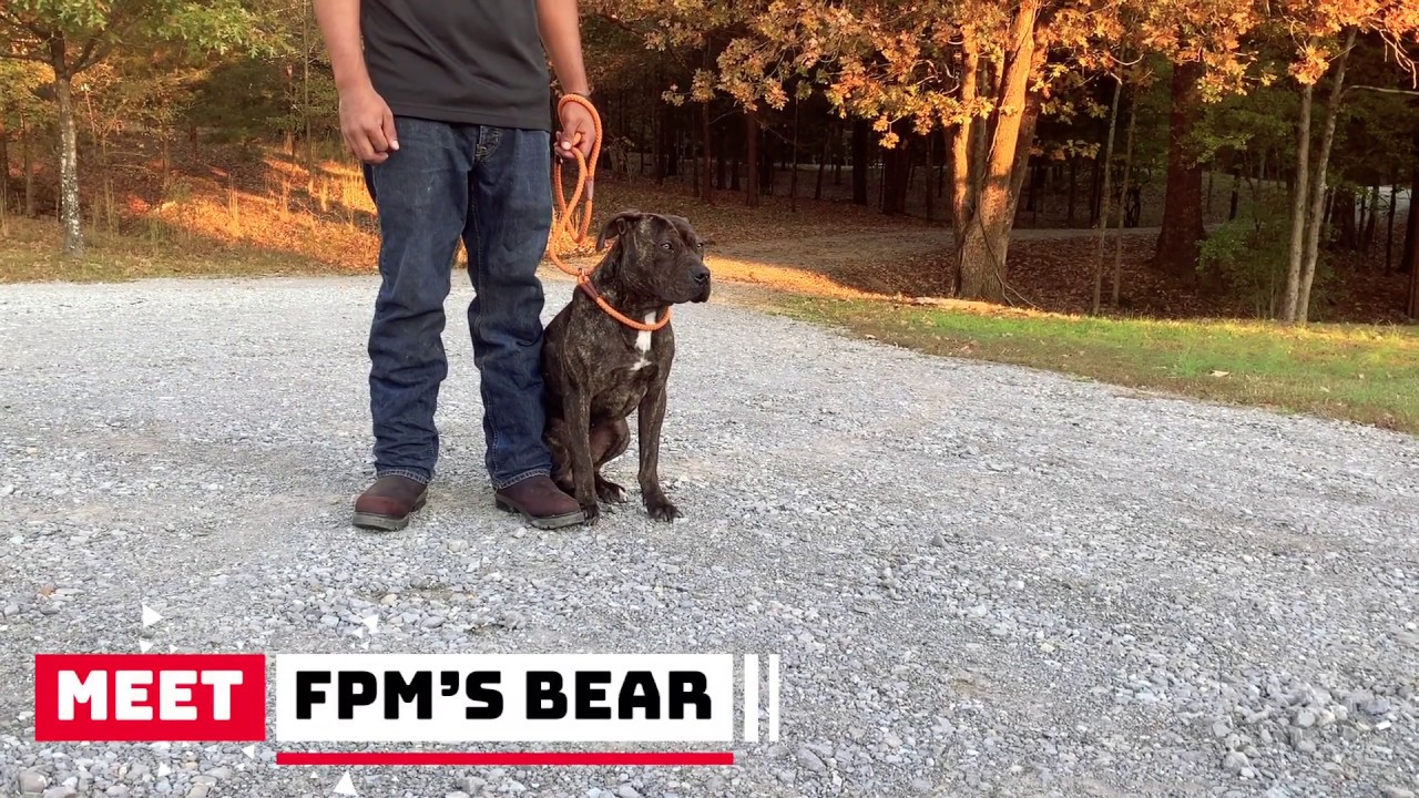 Trained Brindle Pitbull Named Bear Does 13 Obedience Commands