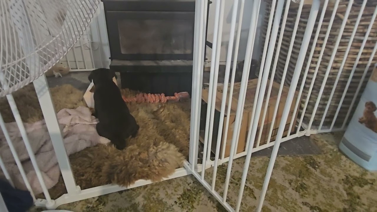 Māia the Staffy Puppy day 5