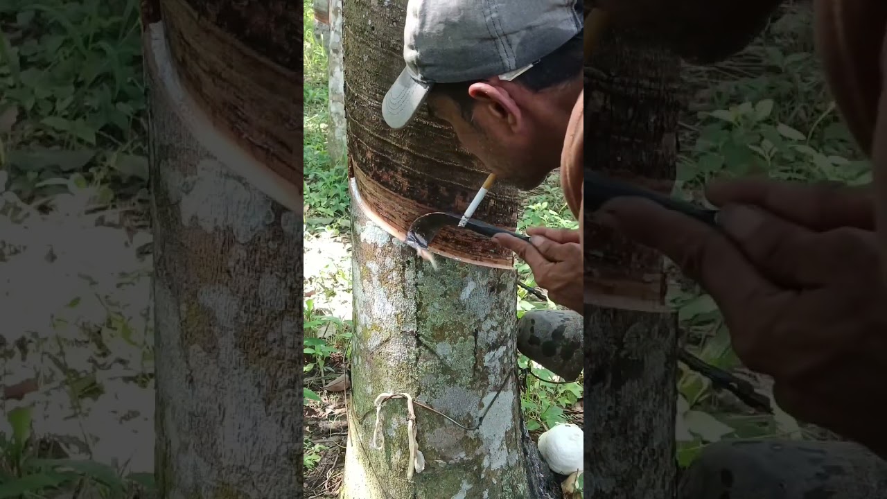 Tutorial cara torehan natural,Agar getah dari pohon karet ketika di toreh keluar maksimal.