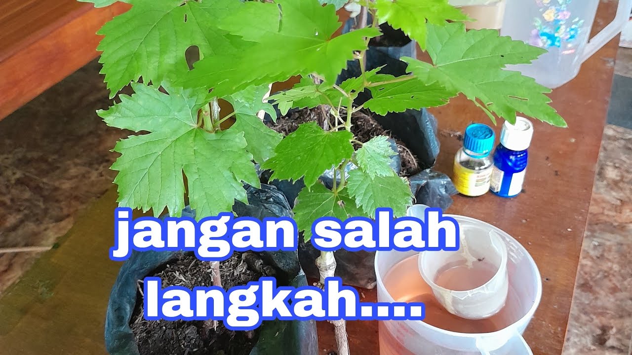 CARA MERAWAT DAN MEMUPUK BIBIT ANGGUR YG MASIH KECIL,@petanihidroponikcomal.2756