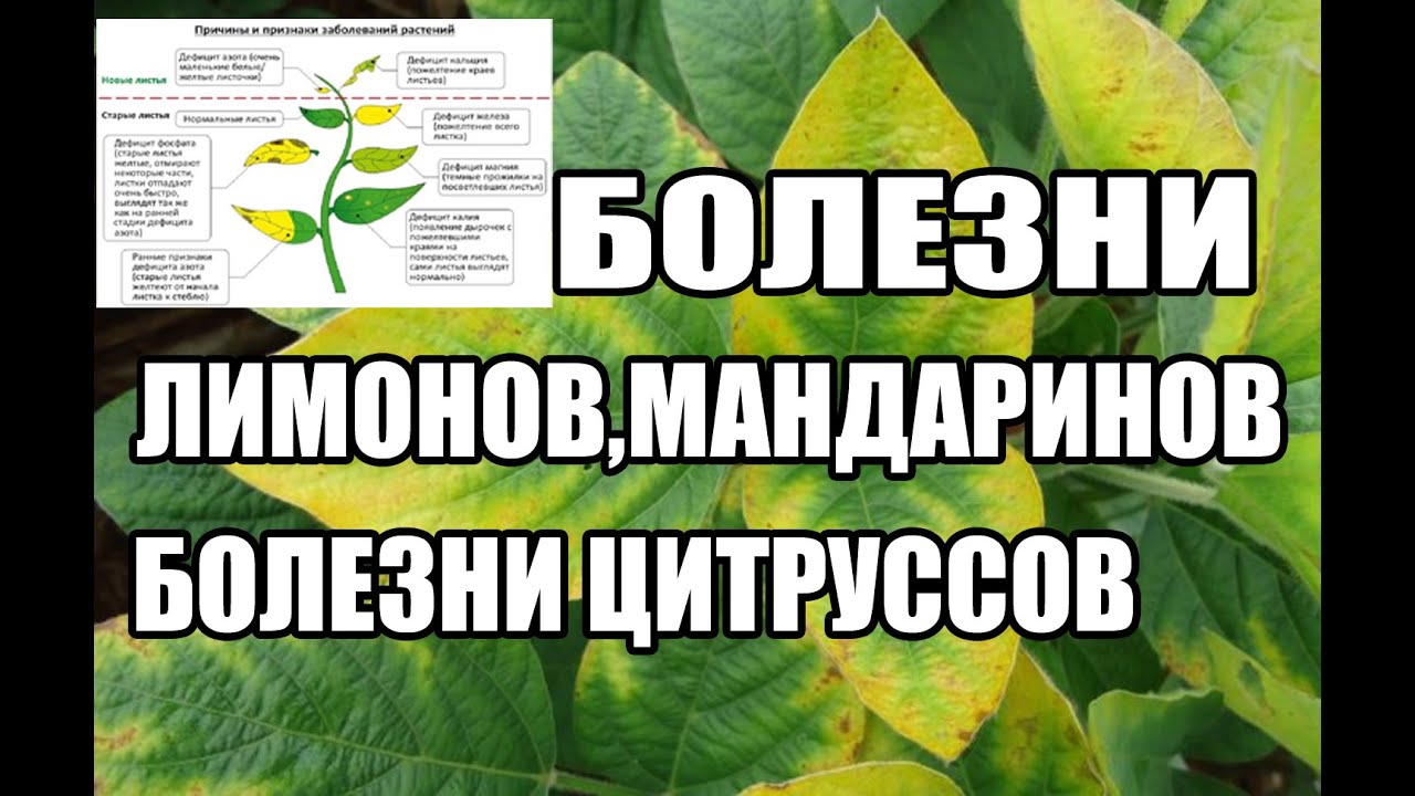 Болезни лимонов,мандаринов. Болезни цитрусов.