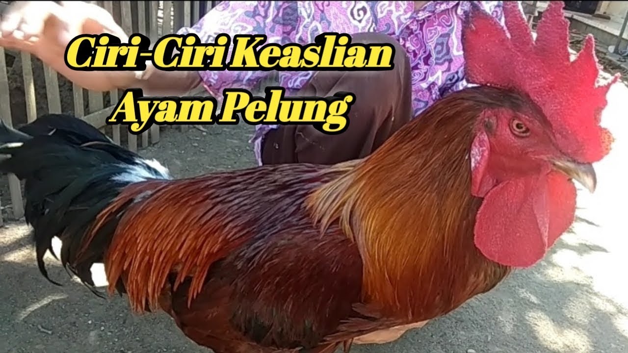 CIRI-CIRI AYAM PELUNG ASLI | DAPAT DIBEDAKAN DENGAN JENIS AYAM LAIN