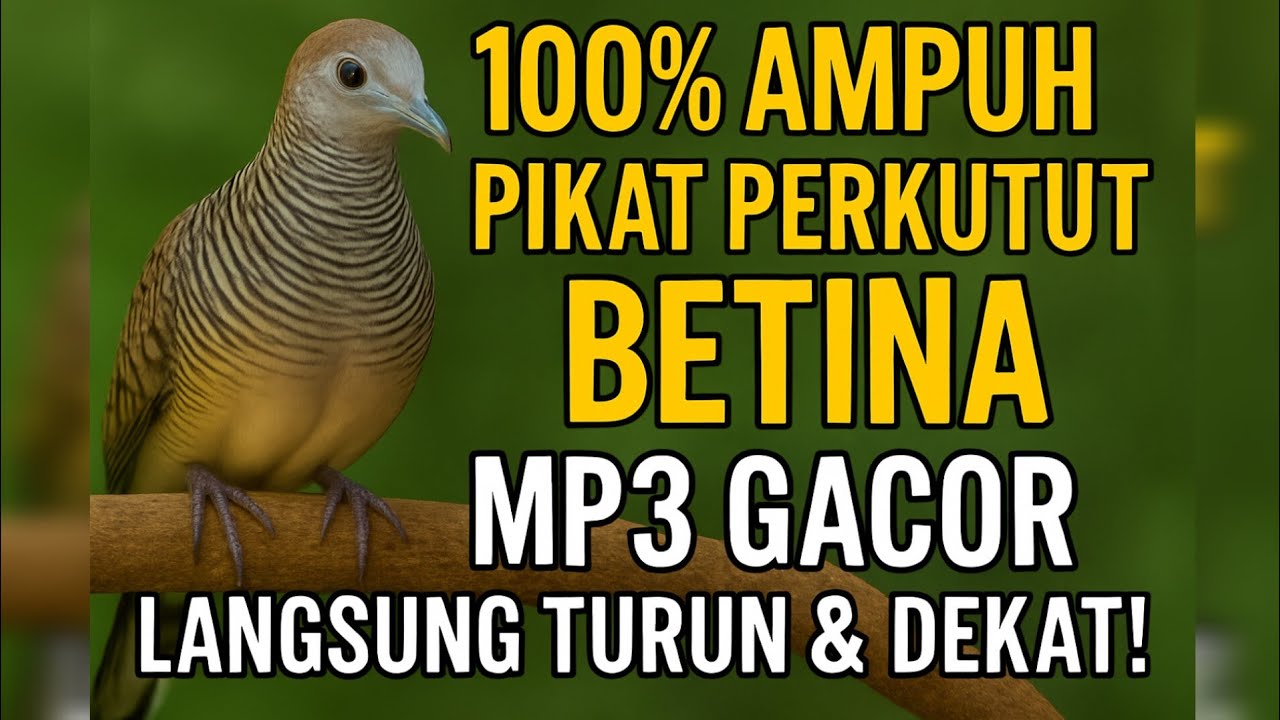 MP3 Pikat Perkutut Betina Paling Gacor 2025 | Burung Langsung Turun & Dekat!