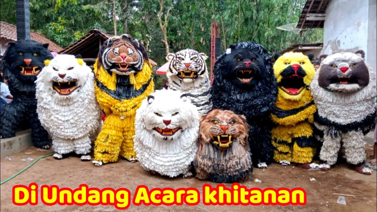 Special can macanan singo Raung di undang acara khitan di pedesaan