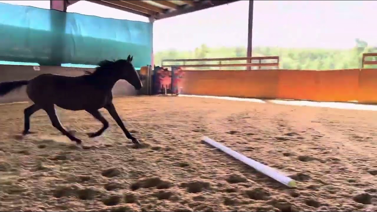 Mauresque (Monterey x Integra/Negro/Ex Libris) November 2025