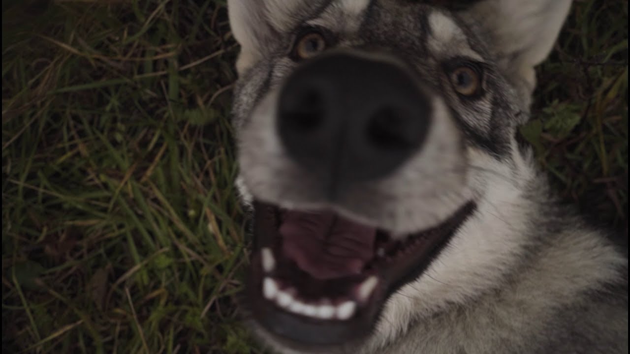 Saarloos Wolfdog