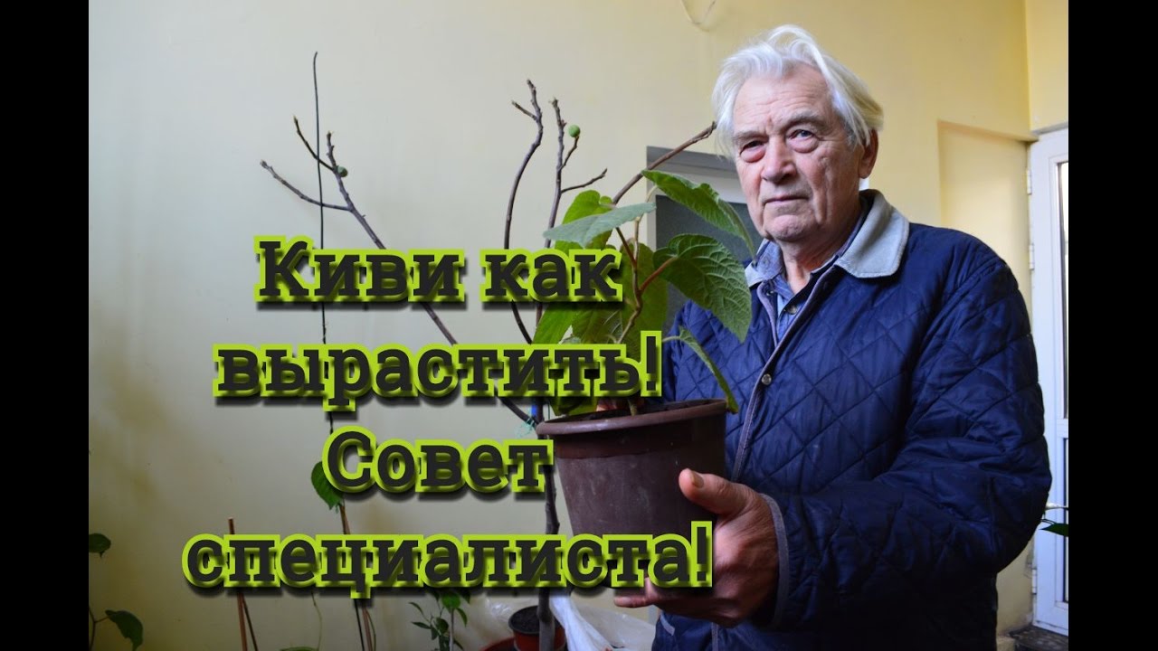 Киви.  Опыт разведения киви.  Советы специалиста !