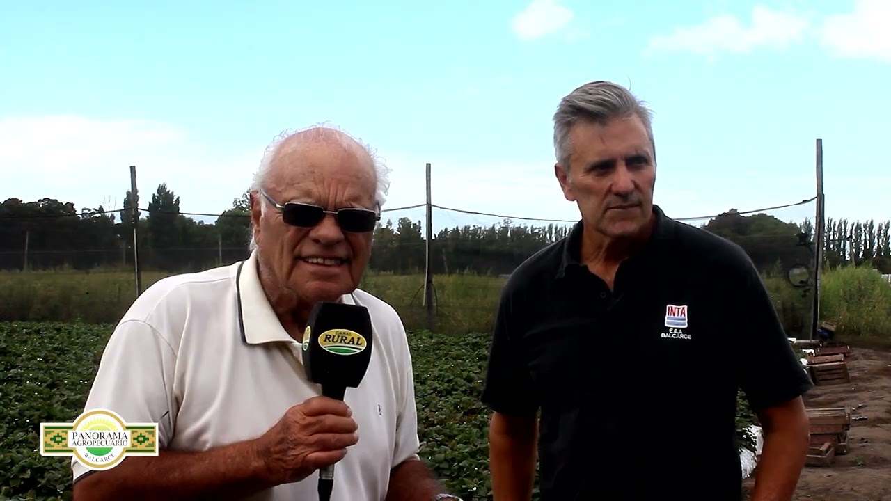 Panorama Agropecuario Balcarce 19/2 Cultivo de frutilla en suelo