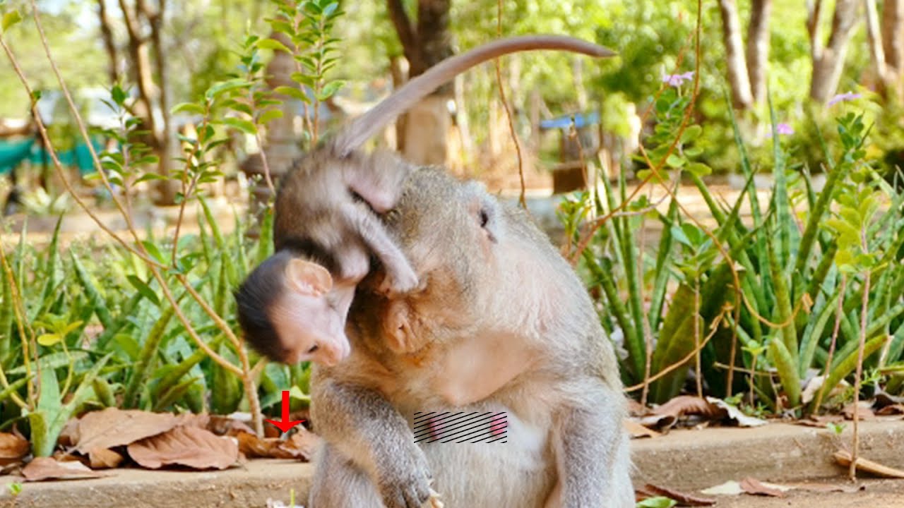 Being Spoiled By Emila Monkey Mommy ,Adorable Girl Emma NEVER Stays quietly Or Keeps Silent But Busy