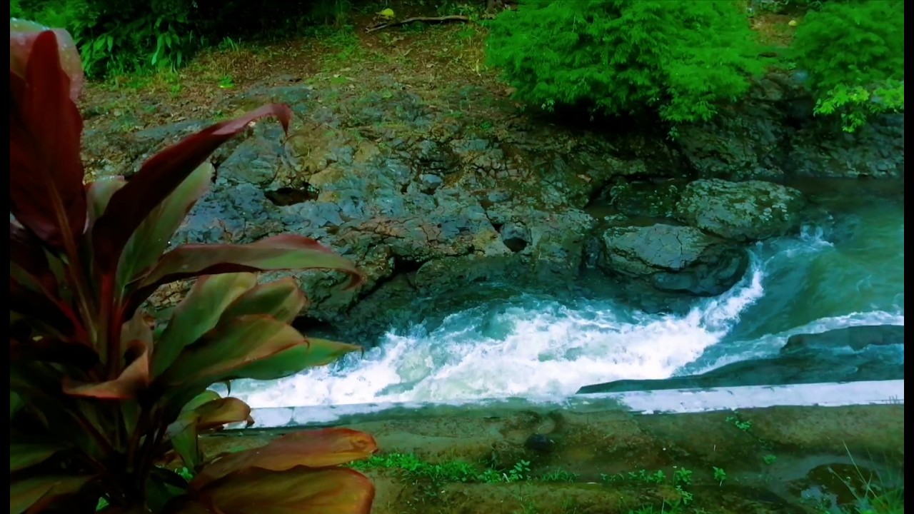 Tranquil River Ambience – Soft Stream and Forest Sounds for Deep Sleep and Inner Peace