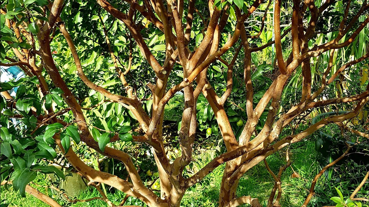 How I Pruned My Eight Year Old JABOTICABA Tree