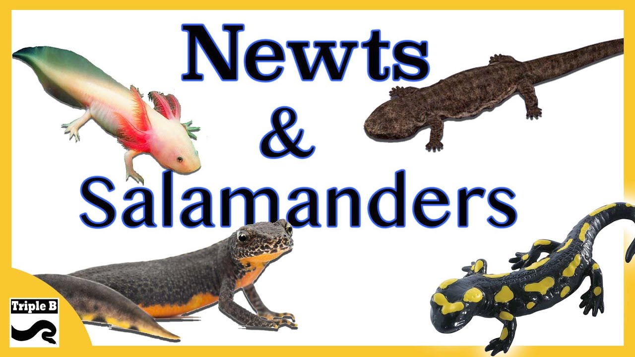 Rare Newts and Salamanders - Triple B TV  Ep.209