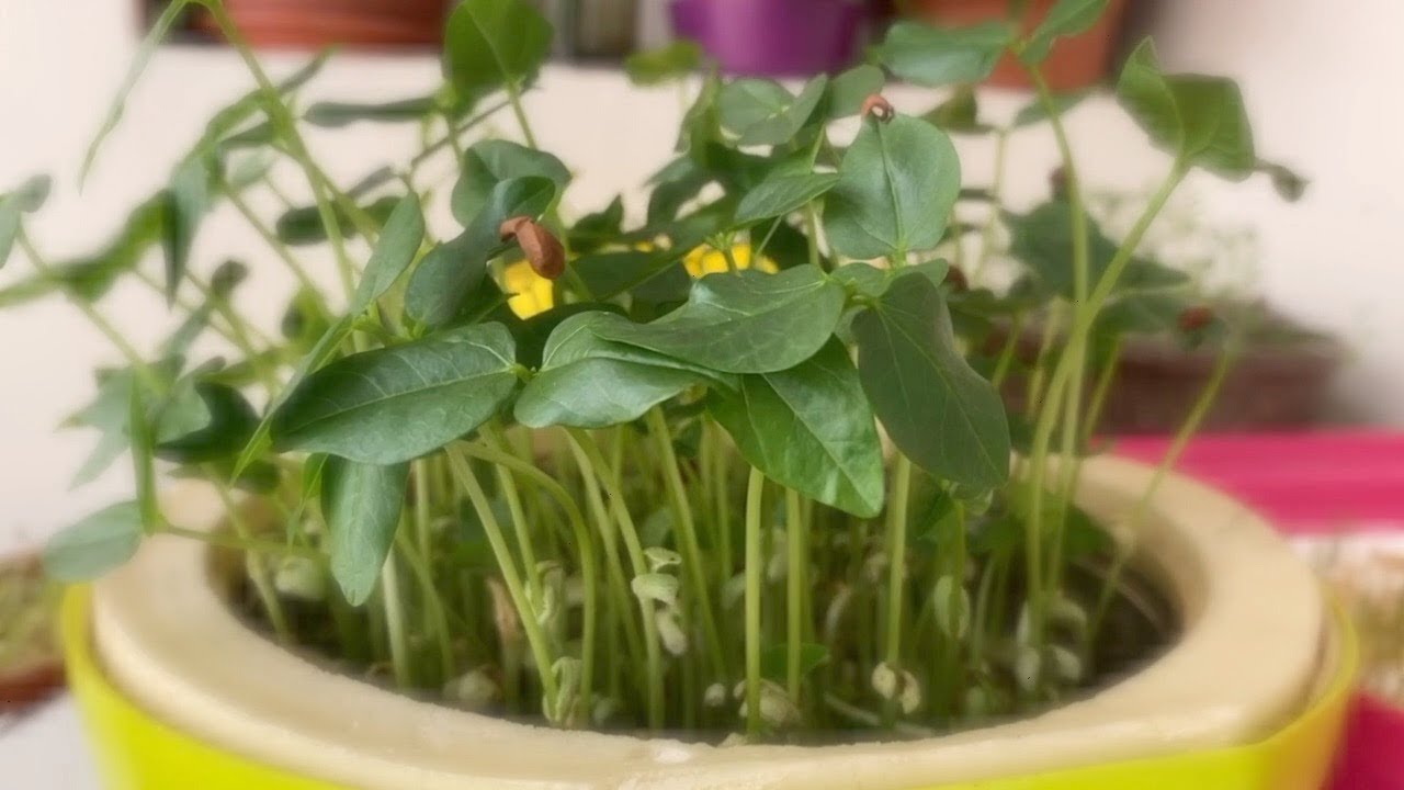 ramya's kitchen - micro greens recipe