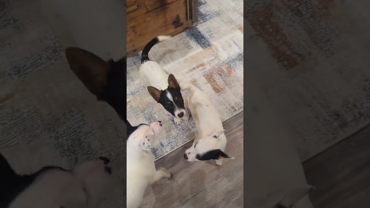 Terrier Mix for adoption  - precious