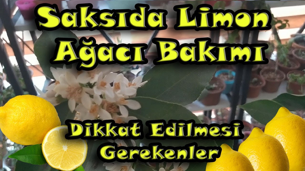 Saksıda Limon Ağacı Bakımı Nasıl Olmalı? LİMON AĞACI ÇİÇEK AÇMA- LİMON AĞACI ÇİÇEKLERİNİ NEDEN DÖKER