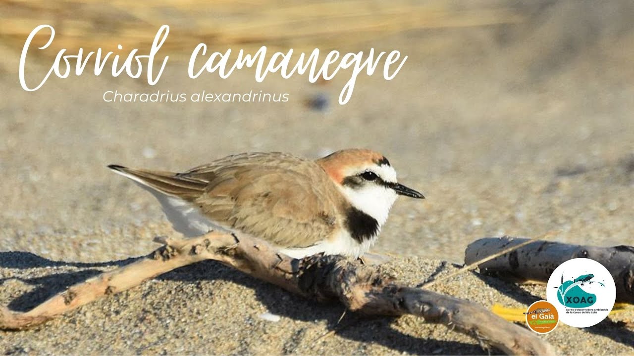 El corriol camanegre