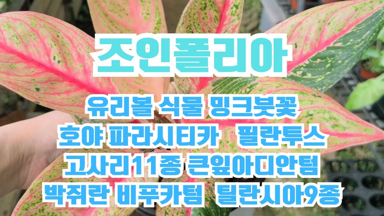 조인폴리아🌳밍크붓꽃#고사리11종큰잎아디안텀,핑크아디안텀,아디안텀 바이칼라#파푸아넘#필란투스미라빌리스#파피오 델라나타#박쥐란 비푸카텀#호야 파파시티카##틸란시아9종#박쥐란 비푸카텀🌳