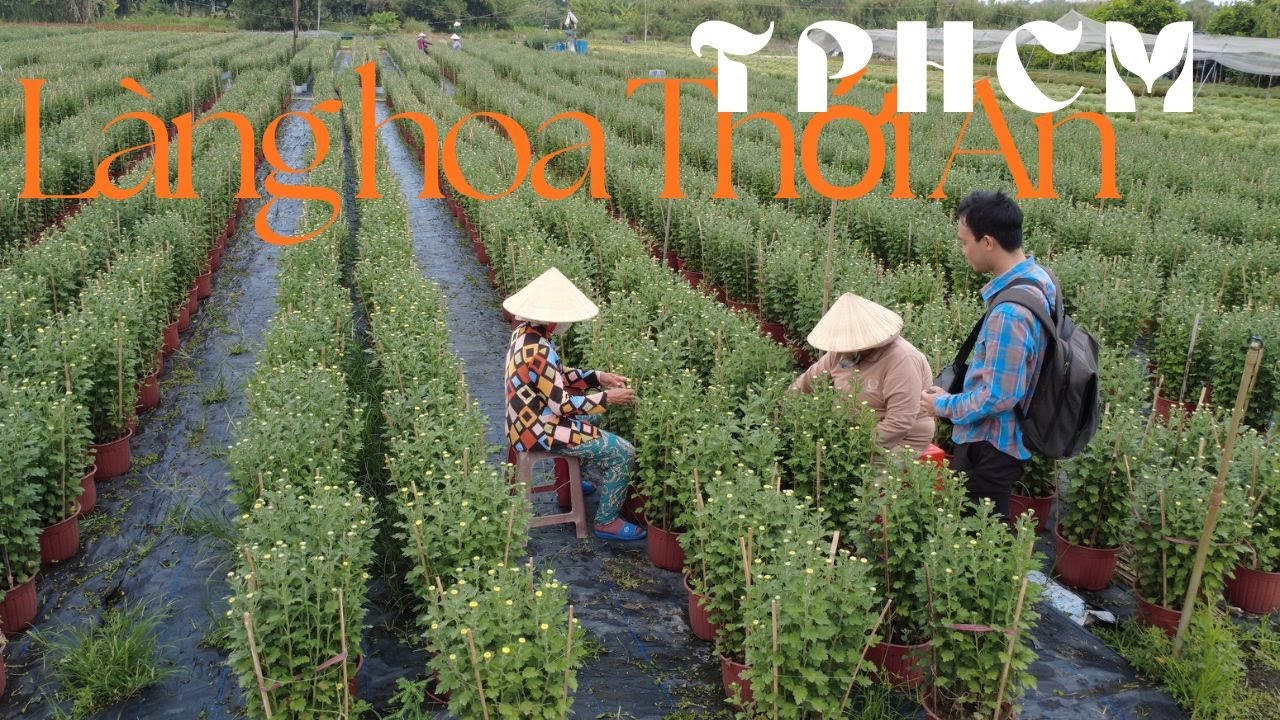TPHCM có một làng hoa gieo xuân cho thành phố 14 triệu dân mỗi dịp Tết 