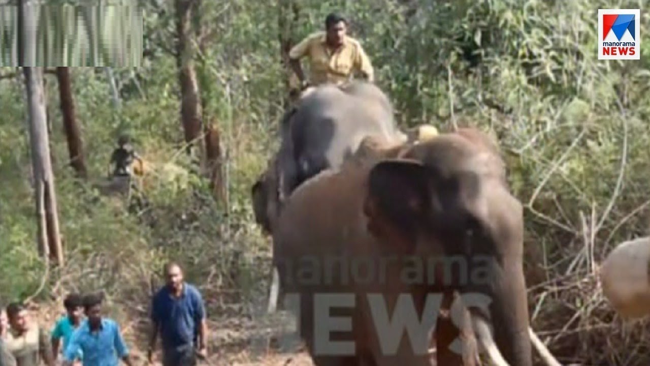 വടക്കനാട് കൊമ്പനെ മയക്കുവെടിവെച്ച് പിടികൂടി |  Vadakkanadu Komban