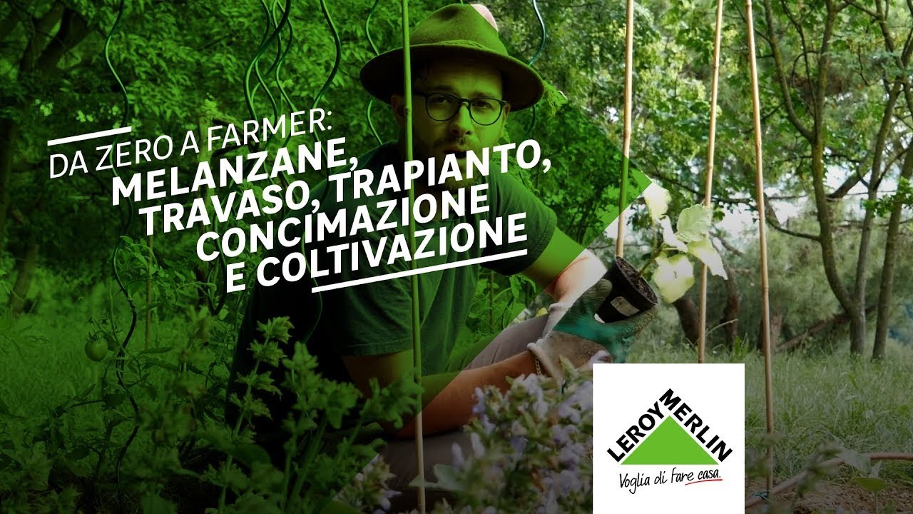 Come piantare, potare e coltivare le melanzane
