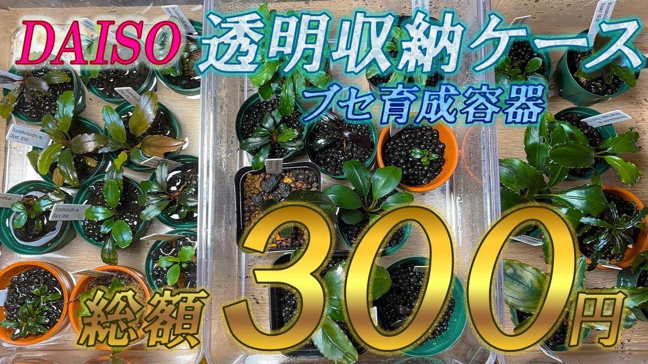 総額300円のブセ育成容器!?有能すぎるDAISO透明収納ケース！