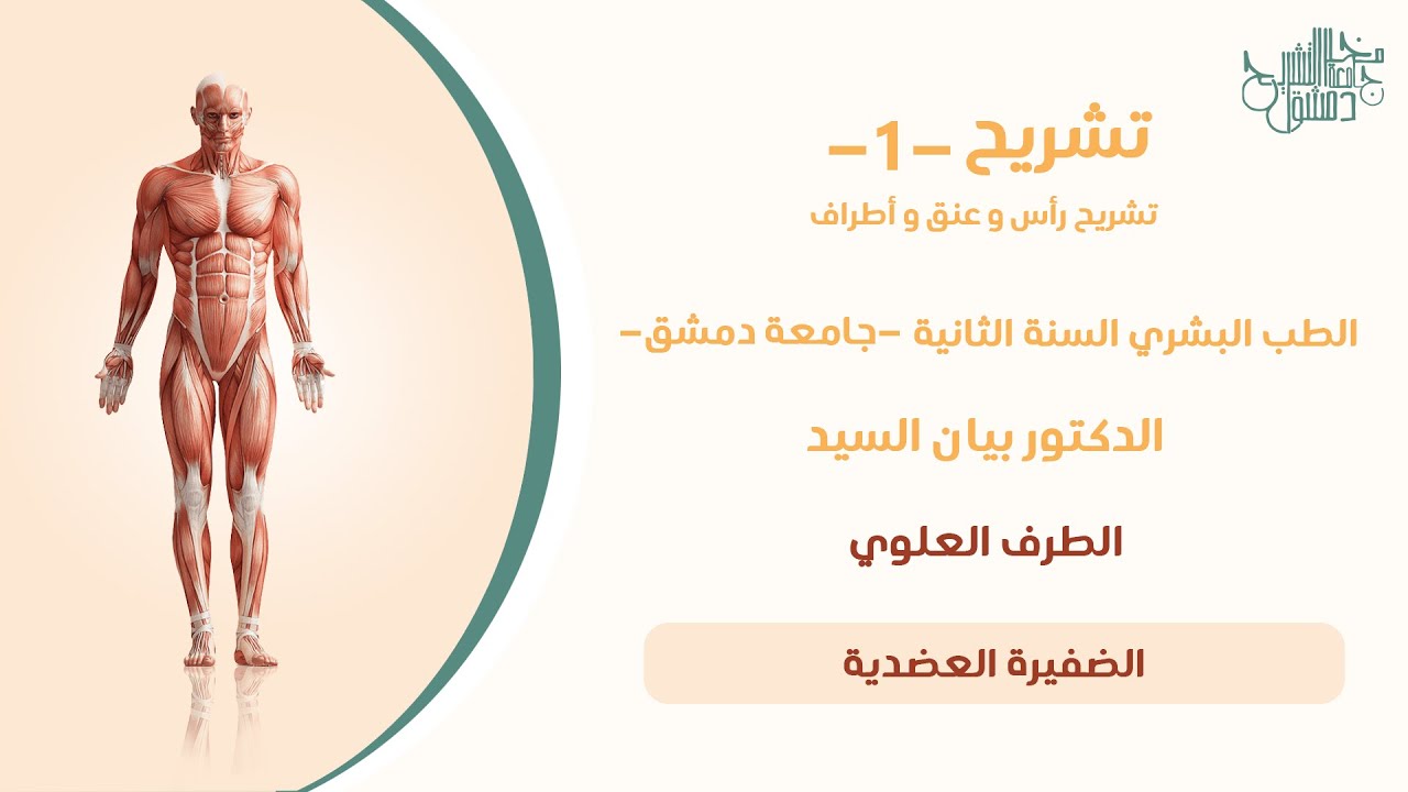تشريح 1 | الضفيرة العضدية وأعصاب الطرف العلوي - د.بيان السيد