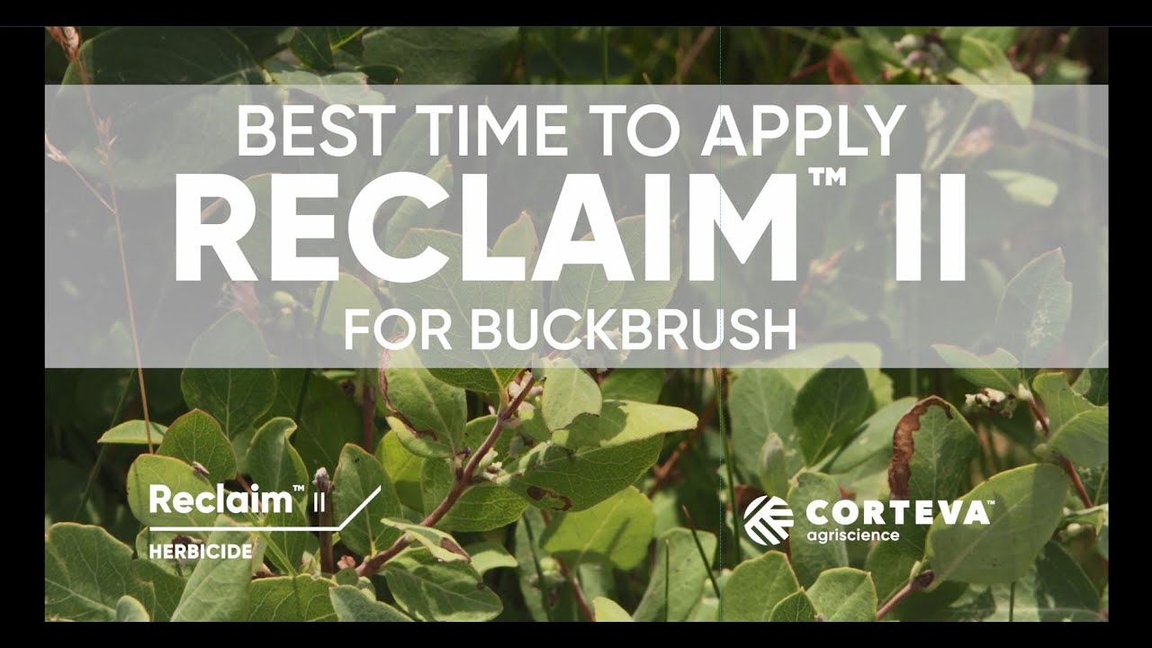 Best time to apply Reclaim II for Buckbrush | Corteva Agriscience Canada