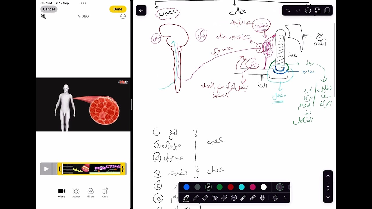 مراجعة تركيب الجهاز العضلي احياء الصف الثالث الثانوي ٢٠٢٦