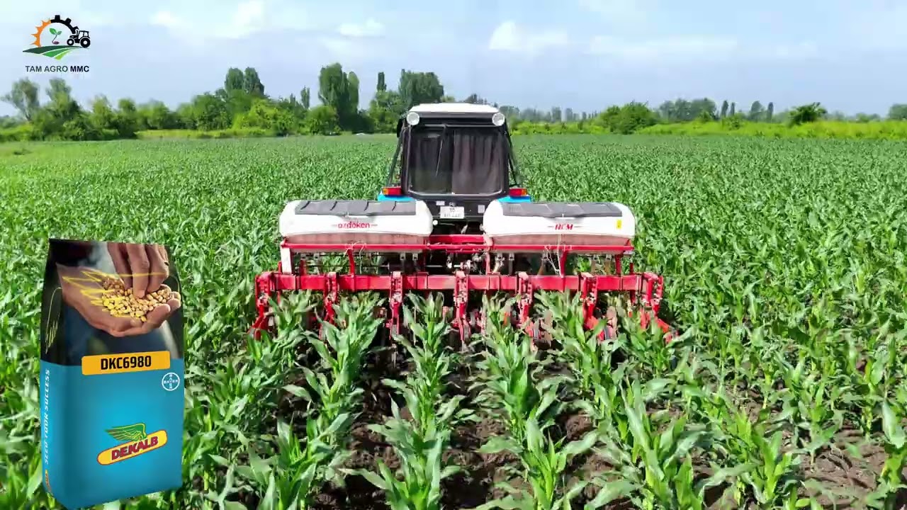 Dekalb DKC 6980
