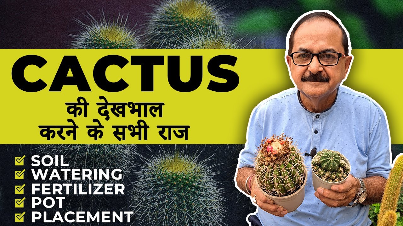 Cactus Care: Tips That Will Transform Your Plants! कैक्टस का ख्याल रखने का आसान तरीका #cactus