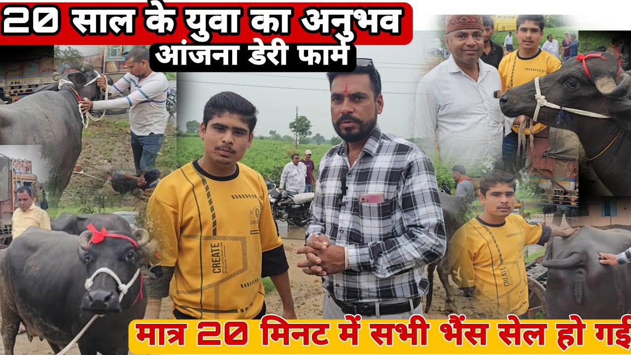 #मुर्रा_भैंस खरीदें आंजना डेरी फार्म इंदौर मध्य प्रदेश मात्र 20 मिनट में भैंस सेल करता है यह युवा