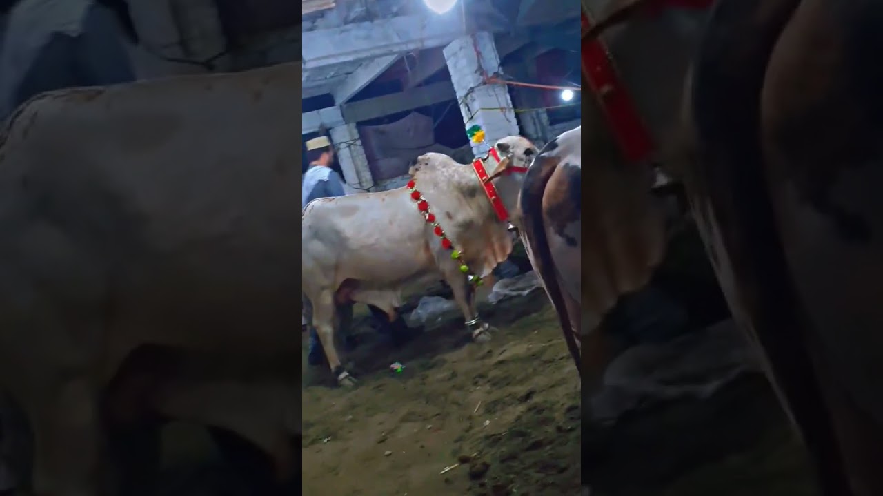 GET READY FOR EID 2025|Peshawar Ring Road Mandi Offers AMAZING Goats Bargains for Bakra Eid Qurbani🐮