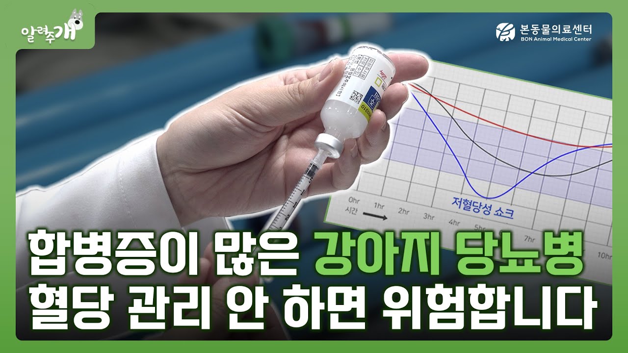 강아지 당뇨병 어떻게 관리해야 할까요?｜본동물의료센터 [알려주개]