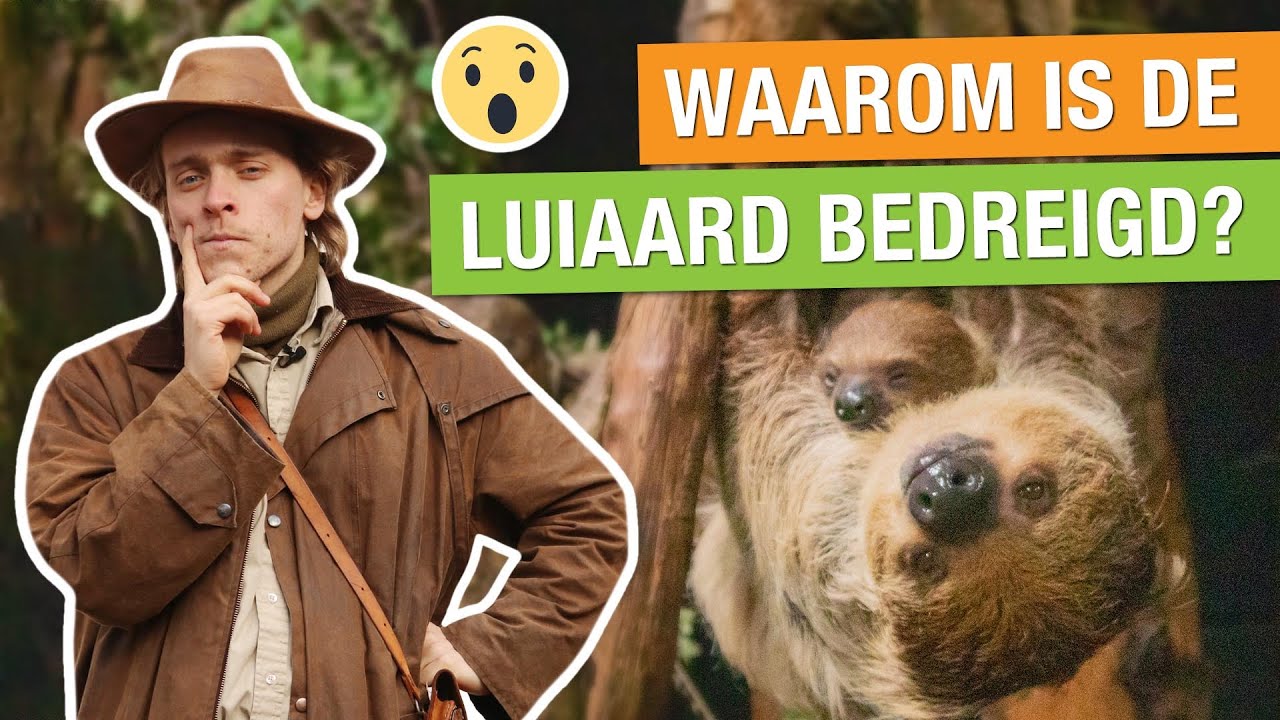DIT IS WAAROM DE LUIAARD BEDREIGD IS! 😔🦥 | Op pad met Niels #12