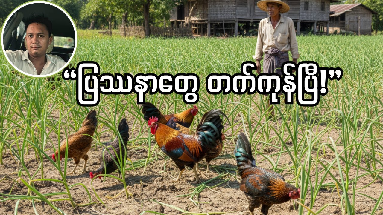 (ဒါမျိုးမဖြစ်ပါစေနဲ့ ) ကြက်သွန်ခင်းထဲ ကြက်ဝင်ယက်လို့ အပင်တွေလဲ ကုန်တဲ့အခါဘယ်လိုလုပ်မလဲ?