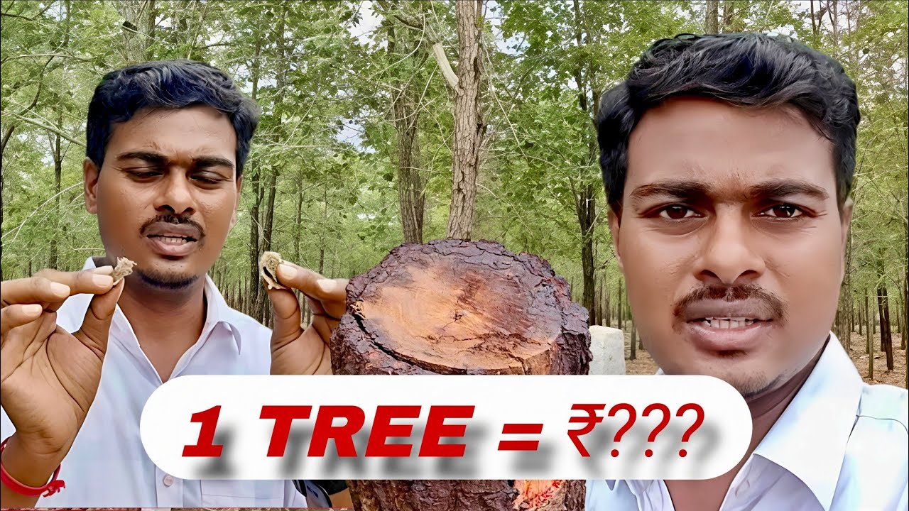 ఎర్రచందనం ఫార్మింగ్ రహస్యాలు తెలుసుకోవడానికి చేసిన ప్రయాణం 🌱@Its-Ravindra22