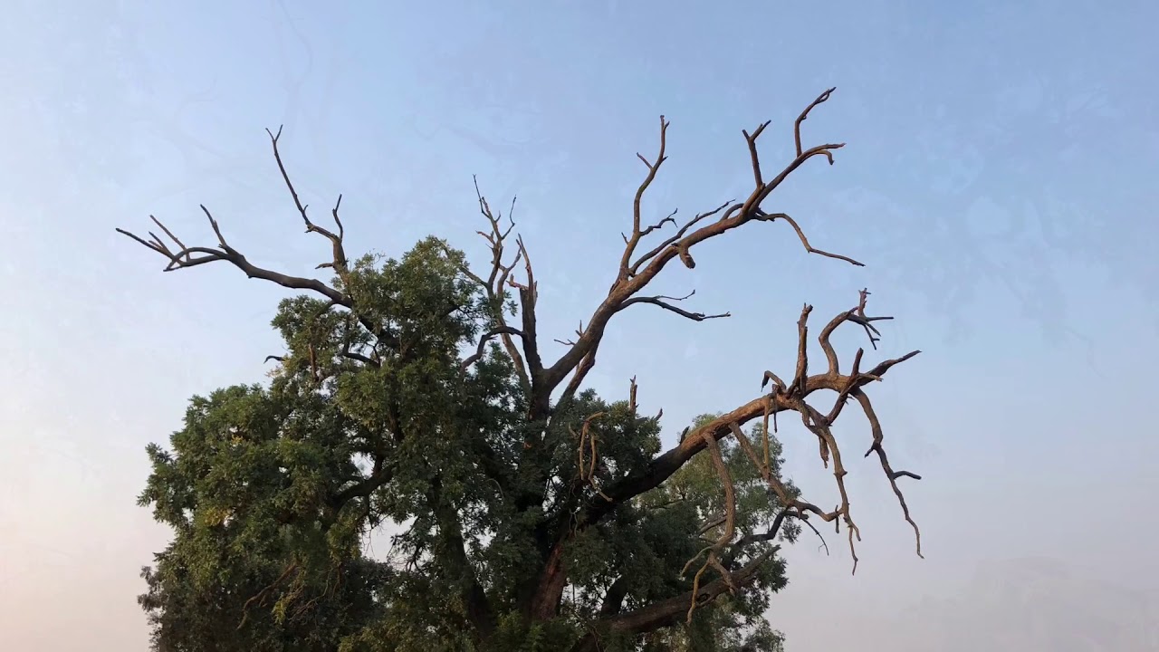 Salvaging a Giant Dying Walnut Tree that Will Yield Massive Live Edge Slabs
