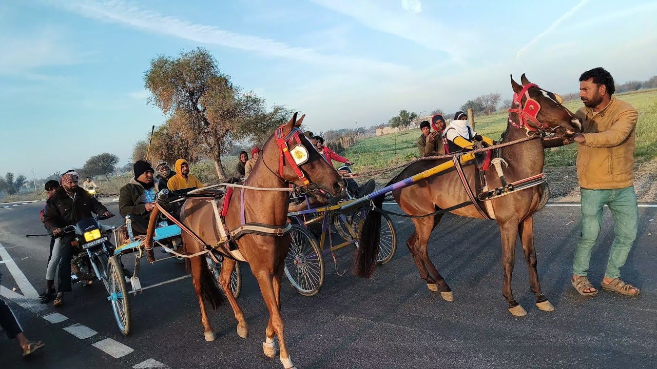 झुंझुनू हॉर्स रेस 13/2/2026 विनर बबलू भाई मंगला भाई 10km 🥇🏆🔥
