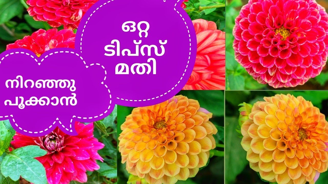 How to grow dahlias at home | Daliya plant care Malayalam | Dahlia