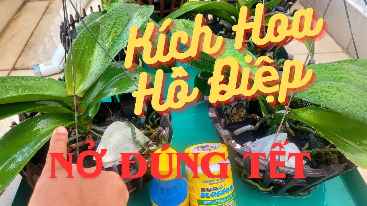 C&aacute;ch K&iacute;ch Hoa Hồ Điệp Nở Đ&uacute;ng Tết- Đơn Giản V&agrave; Hiệu Quả/How to make Phalaenopsis orchids bloom