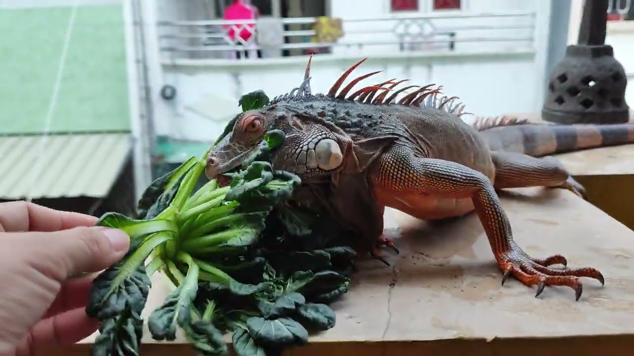 Iguanaku suka Sayur Pagoda