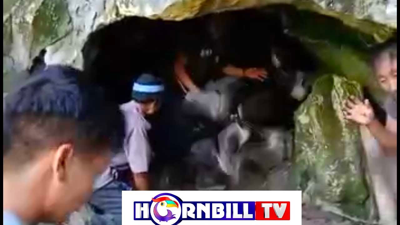 BAT HARVESTING FEST: AGE OLD PRACTICE OF BAT HARVEST BY BOMRR CLAN IN KIPHIRE
